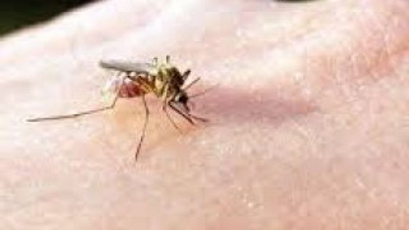 Böcek sokmalarında ilk müdahale hayat kurtarır