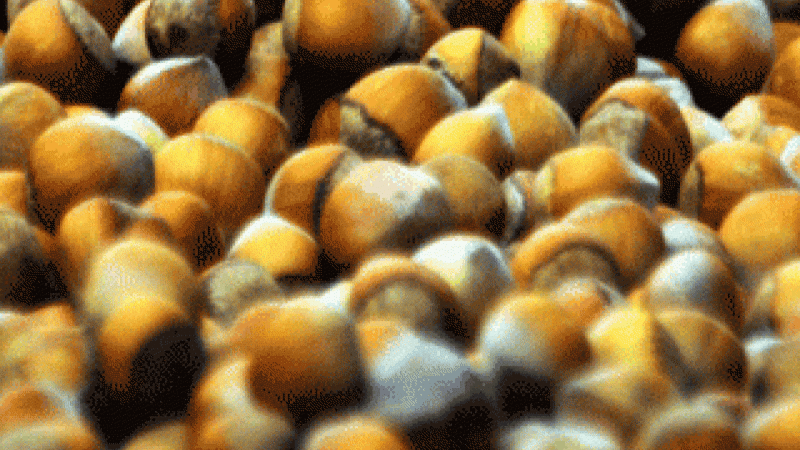 Fındık fiyatlarında tarihi rekor