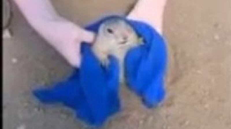 Şişko tarla faresi deliğe sıkıştı -İZLE