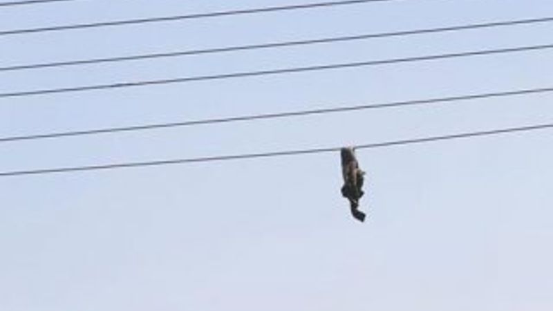 Ukraynalı askerin cesedi tele takıldı