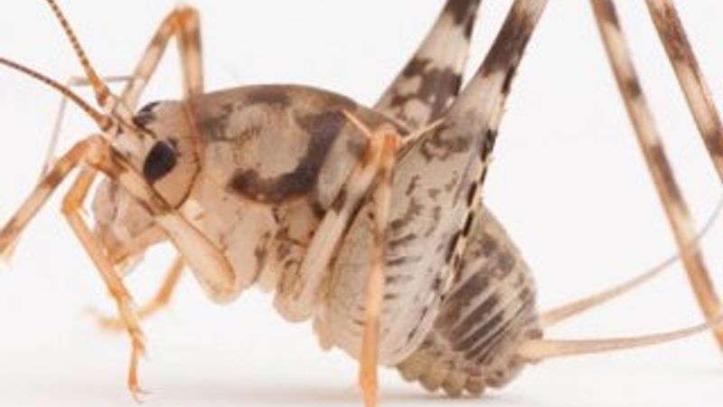 Yamyam çekirgeler geliyor