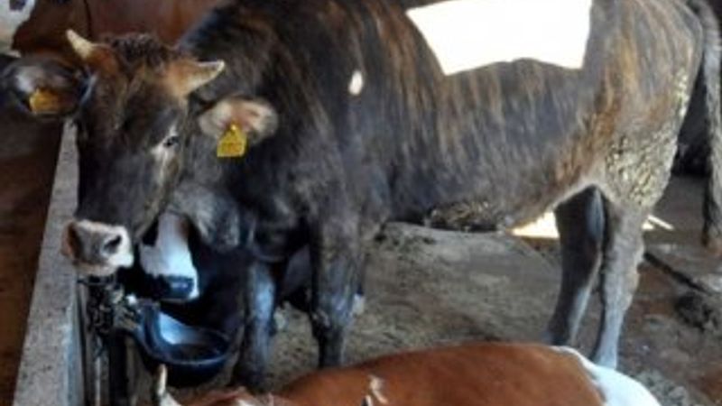 Kurbanlık hayvan sıkıntısı yaşanacak mı