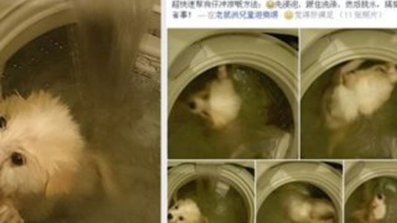 Çin'de bir adam köpeğini çamaşır makinesine attı