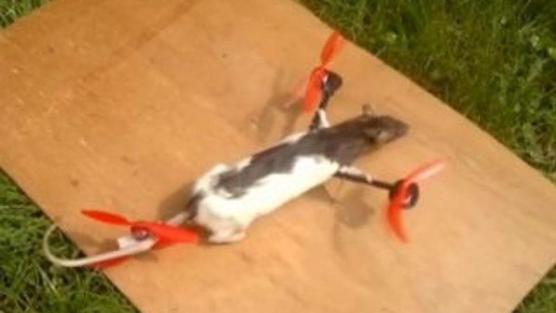 Hollanda'da ölen fareyi uçurdular