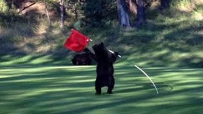 Golf sahasına ayı indi - İzle