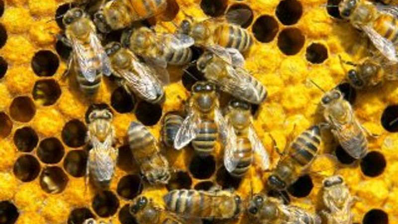 Bal arısı antibiyotikten daha değerli