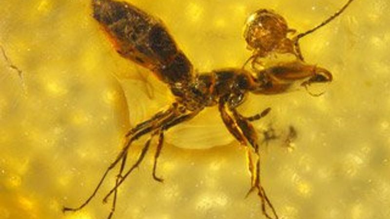 50 milyon yıllık karınca fosili bulundu