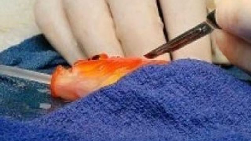 Japon balığına beyin ameliyatı yapıldı