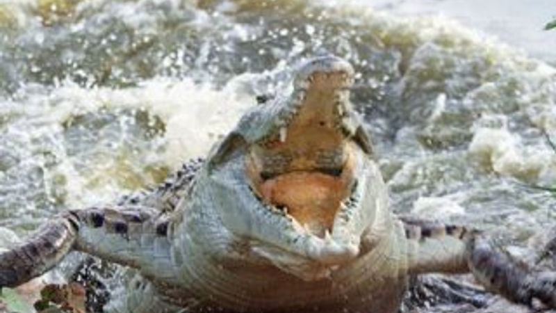 Tayland'da bir kadın timsah havuzuna atlayıp intihar etti