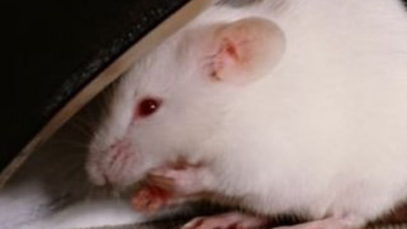 Yaşlı adamın emekli maaşını fareler yedi