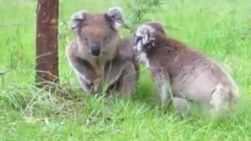 Koalaların komik kavgası -İZLE