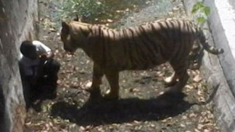 Kaplan saldırısına uğrayan Hintli genç hayatını kaybetti İZLE