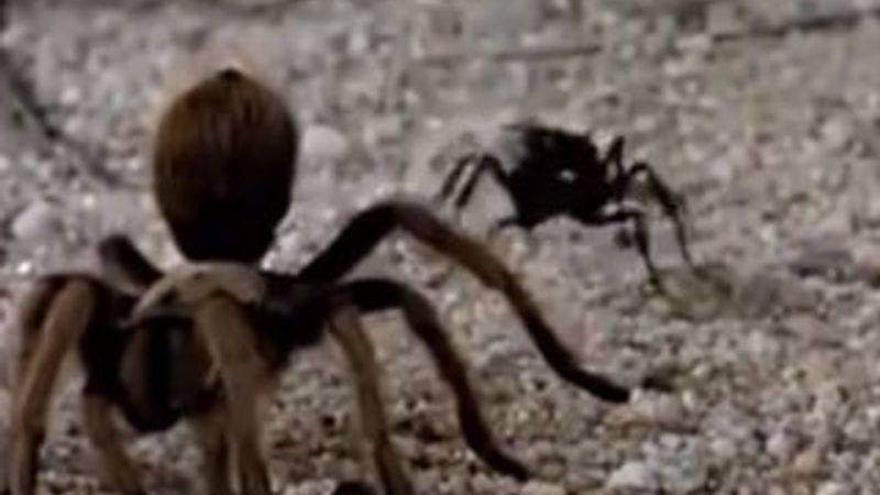 Tarantulayı alt eden tek hayvan İZLE