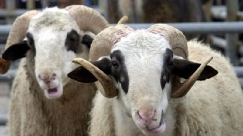 Kamuda Kurban Bayramı tatili 5 gün oldu