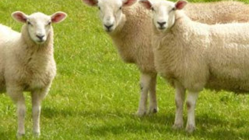 Kurban bayramında 2,5 milyon küçükbaş hayvan kesilecek