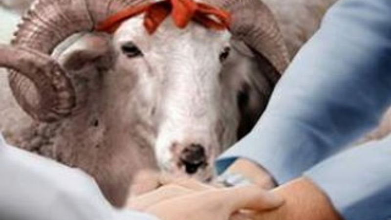Kurban hastalıklarına dikkat