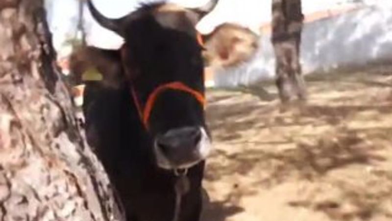 Muhabirle köşe kapmaca oynayan kurbanlık İZLE