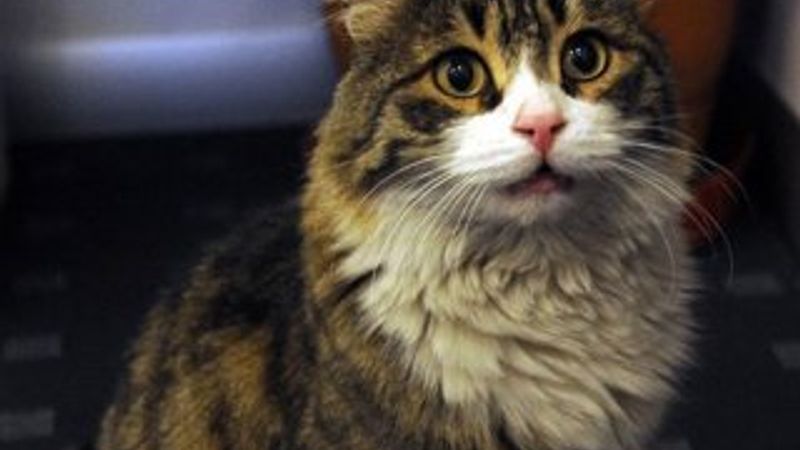 CHP hayvan hakları genelgesi yayınladı