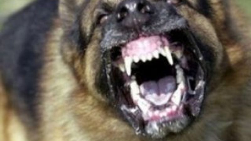 Köpeklere sakatat yedirmeyin