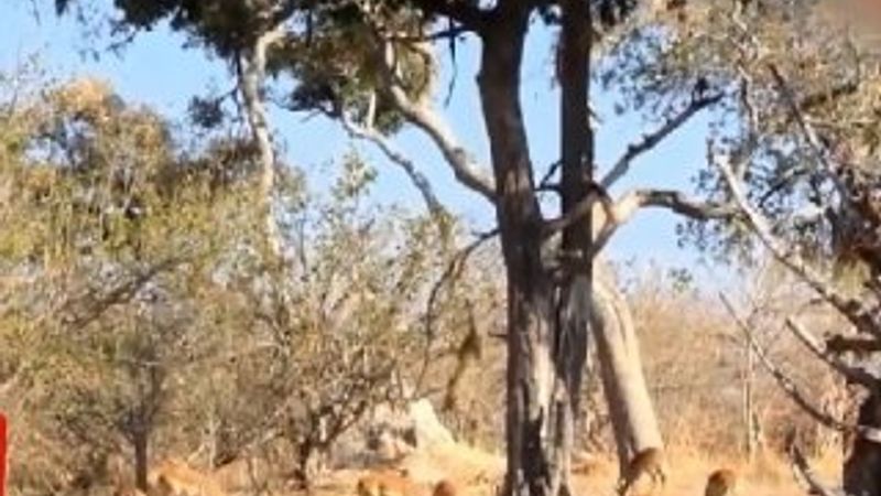 Aç leopar ağaçtan ceylanın üstüne atladı