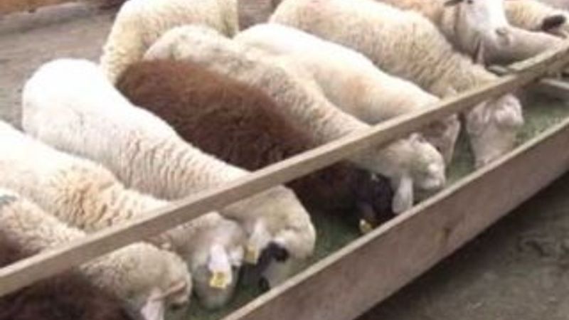 Kurban hayvanları satıcıların elinde kaldı