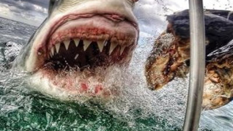 Dünyanın en vahşi köpekbalığını görüntüledi