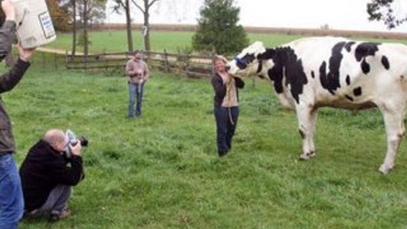 ABD'de bir inek Guinness Rekorlar Kitabı'na girdi