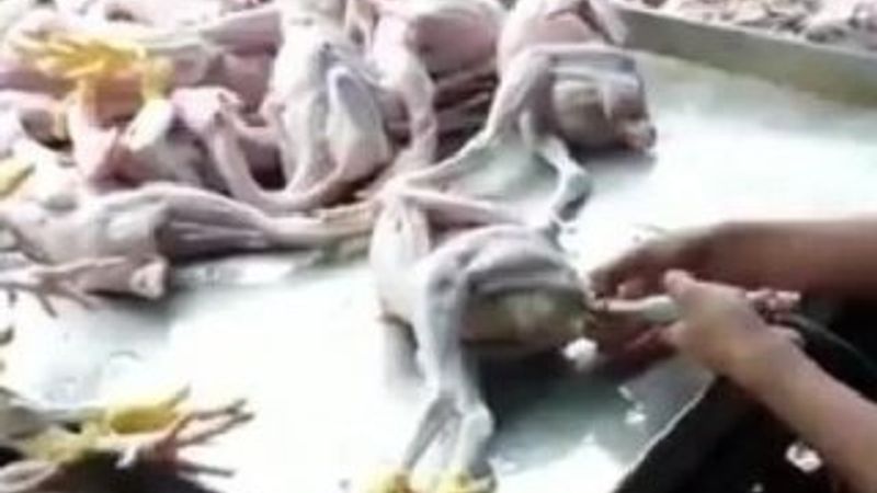 Piliçlerin şişirilme görüntüleri ortaya çıktı