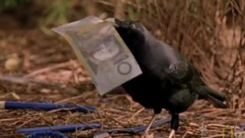 Dişisini etkilemeye çalışan kuşun çabası