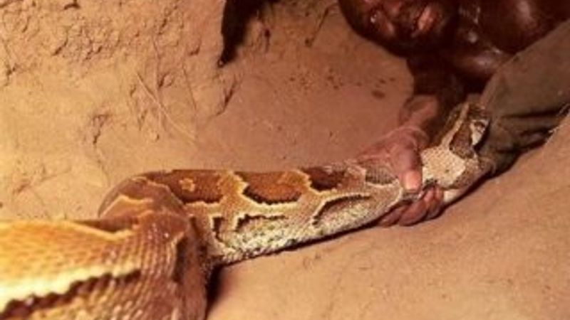 Afrikalı avcı pitonu eliyle yakaladı