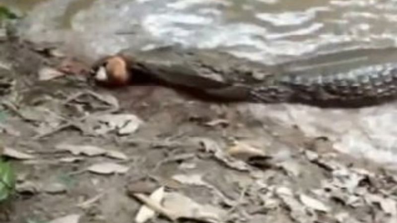 Elektrikli yılan balığı timsahı öldürdü