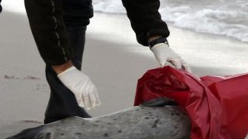 Fok balıkları gripten ölüyor