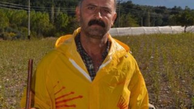 Eski ilçe başkanı koyunlarını CHP amblemiyle boyadı