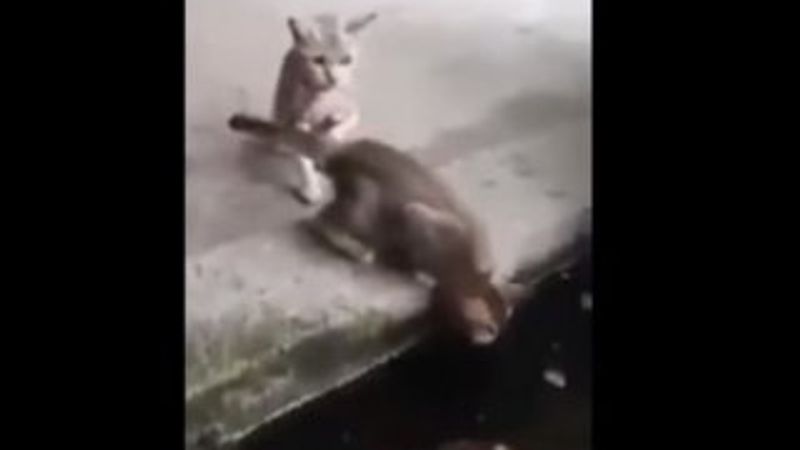 Balık avlamaya çalışırken yem olan kedi