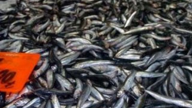 Hamsi ihracatında hızlı başlangıç