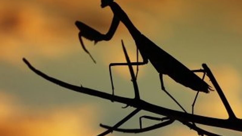 Silüet fotoğrafı çekmenin ipuçları