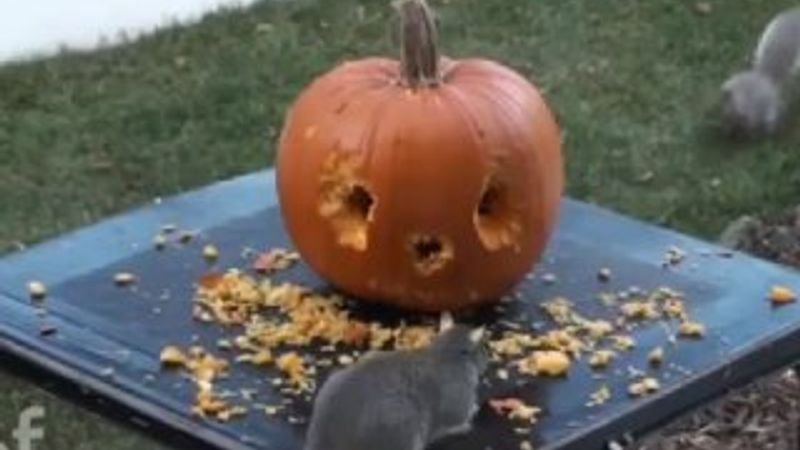 Sevimli sincapların balkabağı keyfi -İZLE