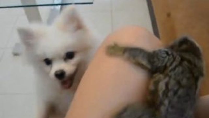 Köpekle köşe kapmaca oynayan lemur -İZLE