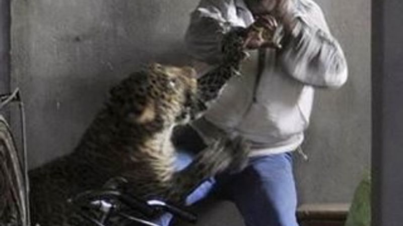 Leopar bir kişinin kafa derisini uçurdu