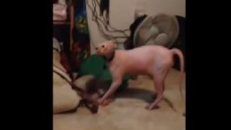 Sfenks kedisini korkutan maske