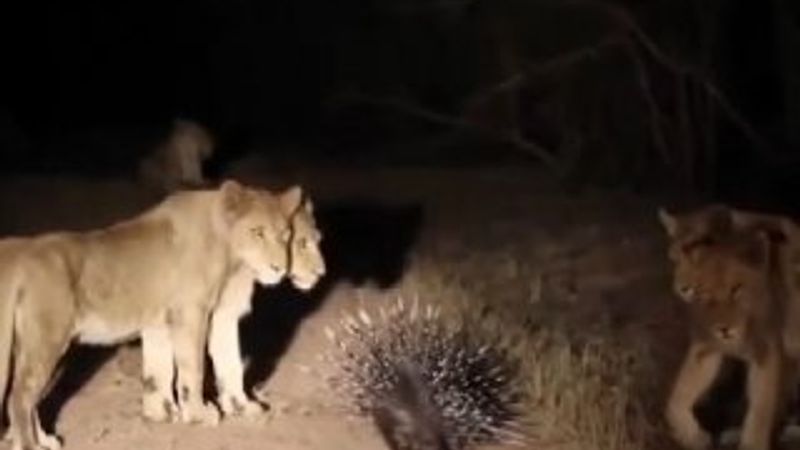 Cesur kirpi 17 aslana karşı koydu