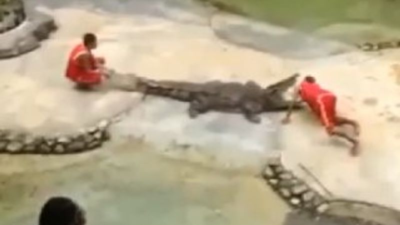 Timsah eğiticisinin yüzünü parçaladı İZLE