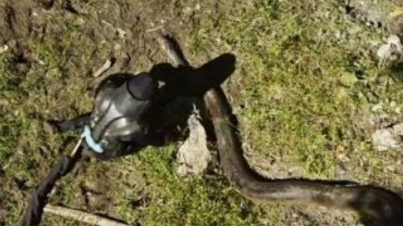 Yılana canlı canlı kendini yedirten adam