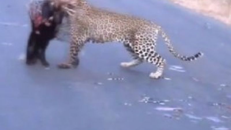 Leopar kirpiyi zeki hareketleriyle avladı