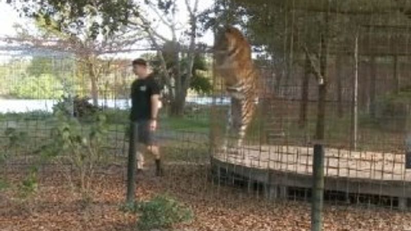 Büyük kediye asla arkanı dönme