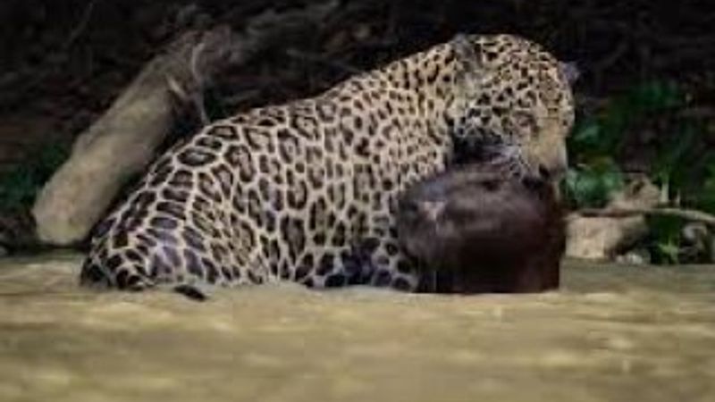 Kapibara jaguara yem oldu