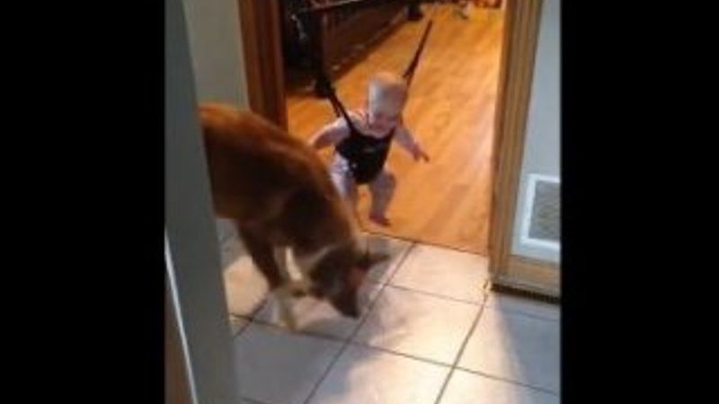 Köpekten küçük bebeğe zıplama dersi