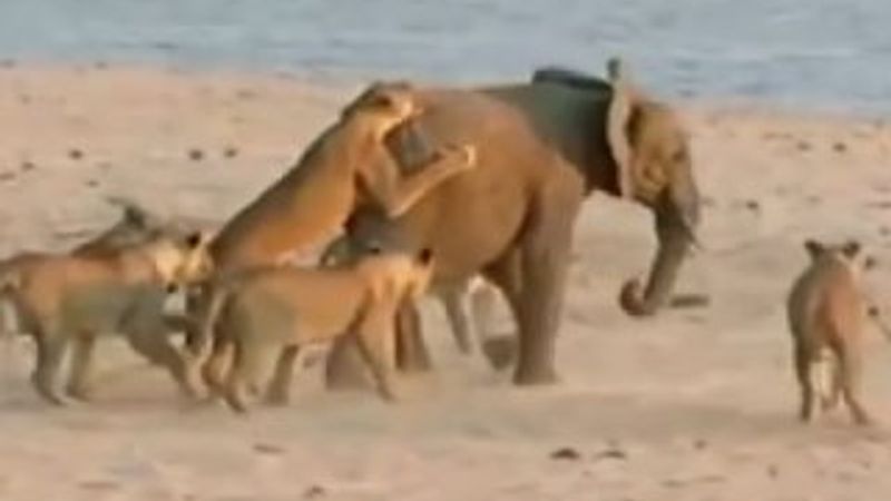 14 Aslana kafa tutan yavru fil