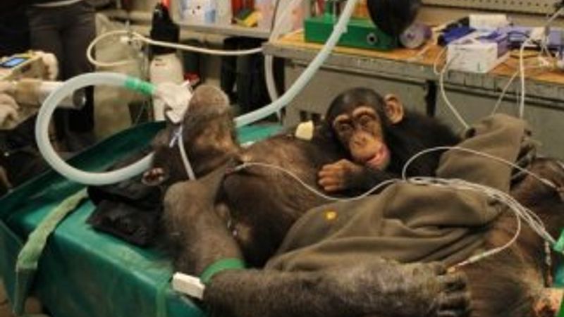 Bebek şempanze ameliyat olan annesinden ayrılamadı