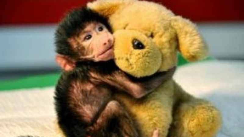 Annesinin terk ettiği yavru babun peluş ayıdan ayrılmıyor